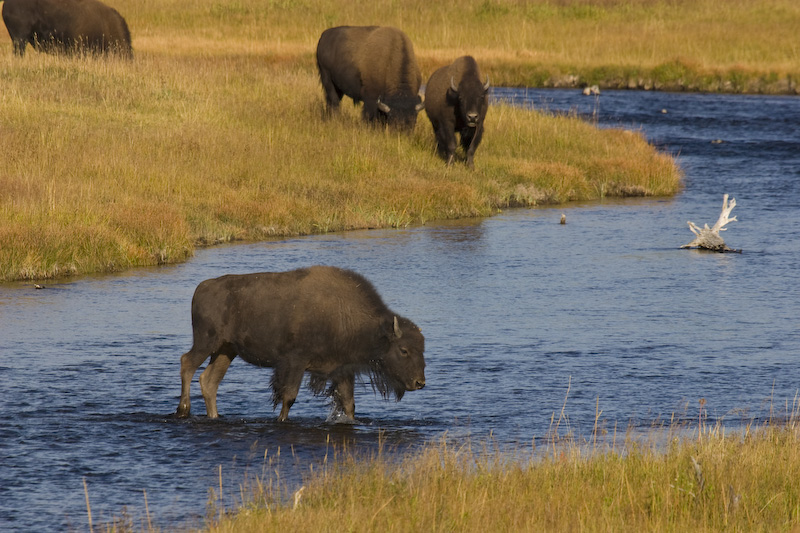 Bison Crossing Nez Perce Creek